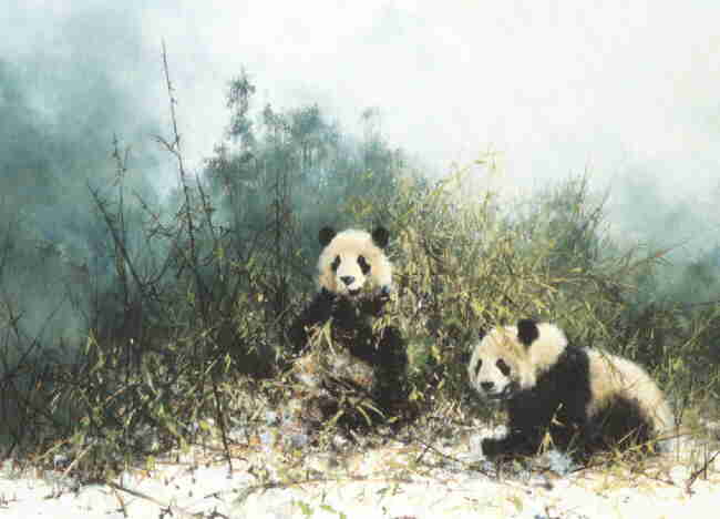 david-shepherd-signed-limited-edition-prints-pandas-of-wolong-paintings