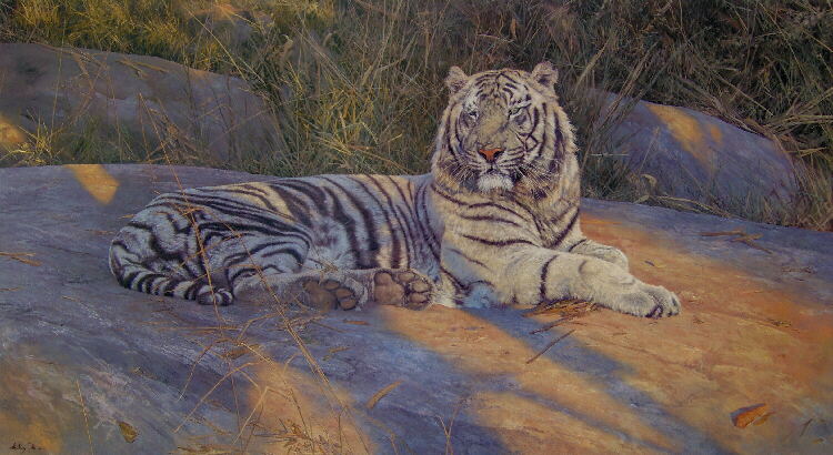anthony gibbs great white tiger signed print
